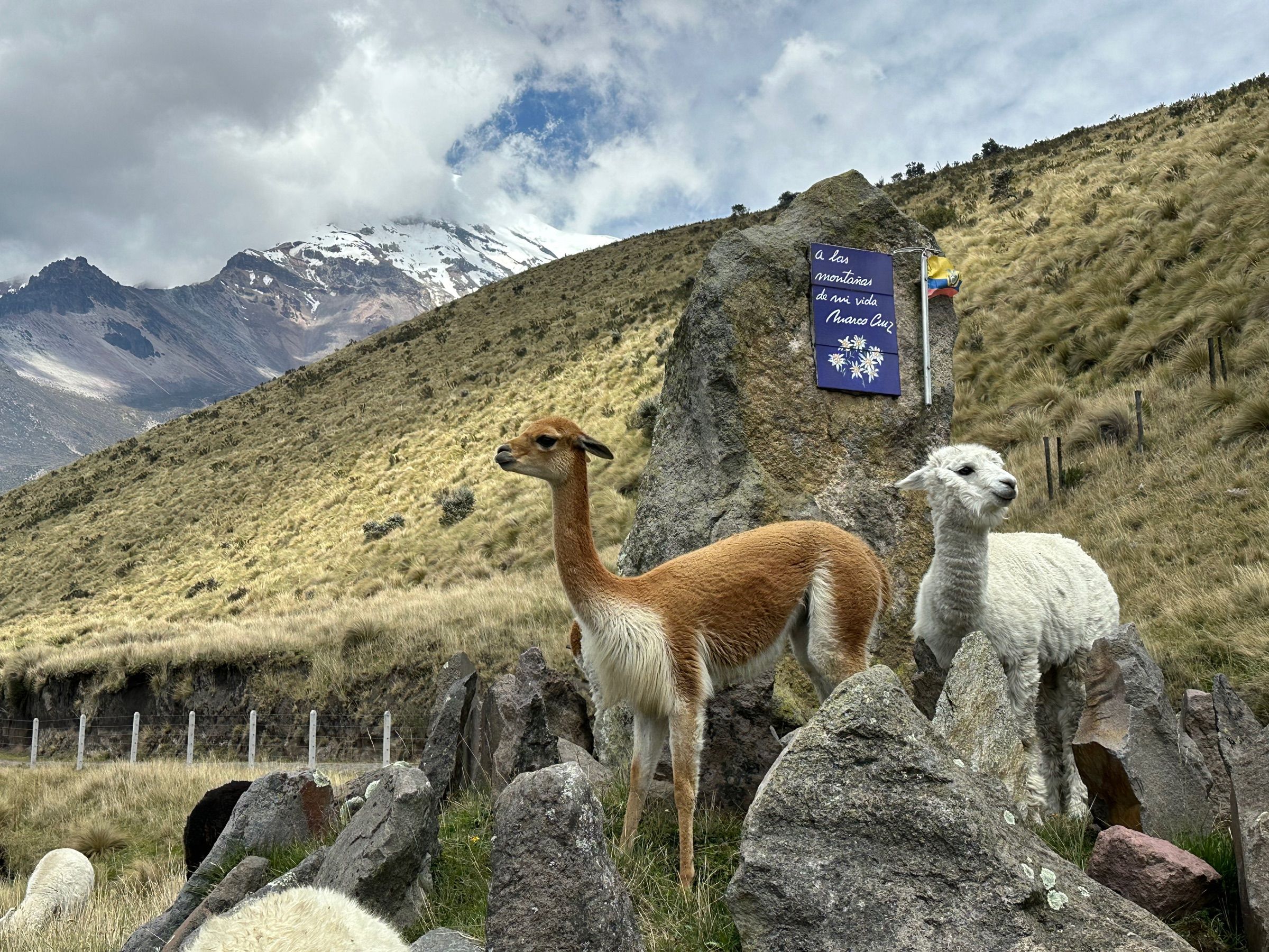 A wild vicuña and an alpaca among páramo rocks below the snow-capped summit of Chimborazo, Ecuador's highest mountain